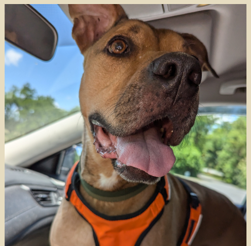 Turkey, a tan and black dog, smiling in a car