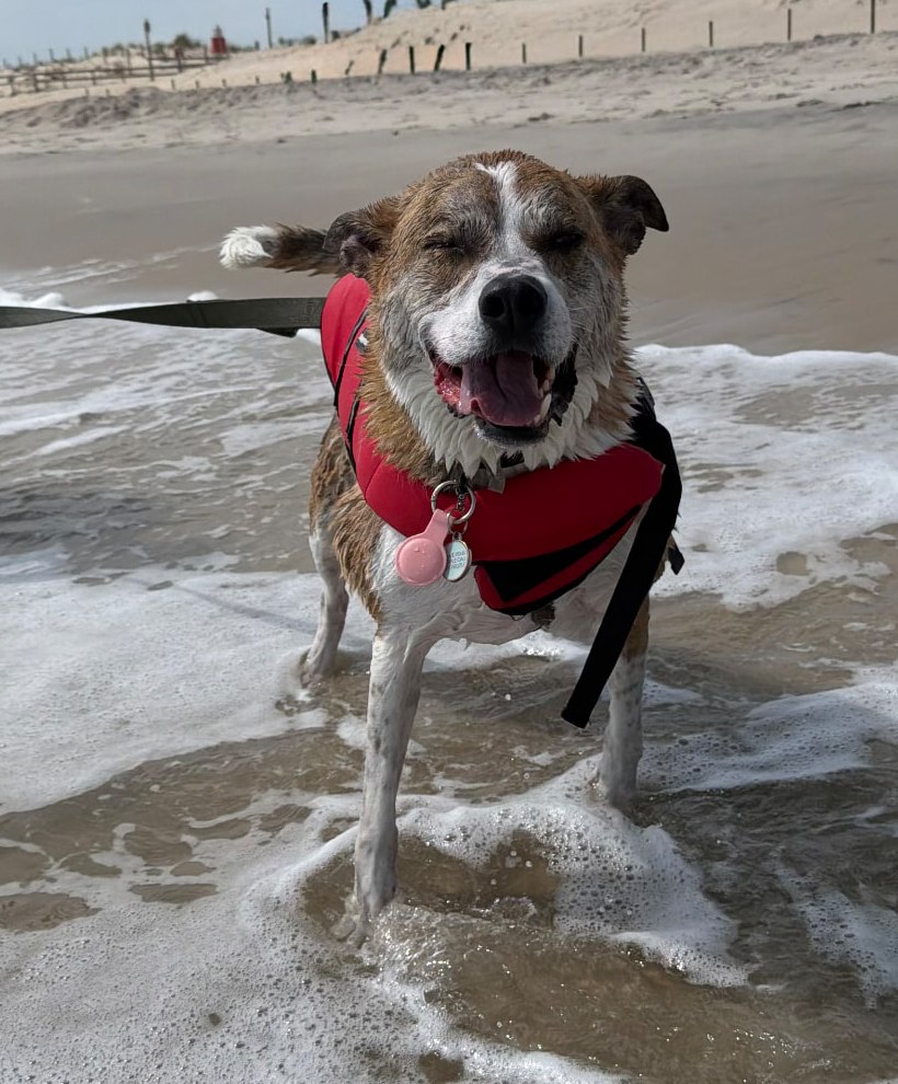 Oakley, a white and brindle dog wearing a red life jacket, standing in the shallow surf at the beach with his tongue out
