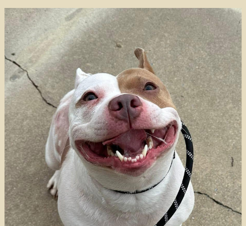 Petunia Pig, a white and tan dog, smiling